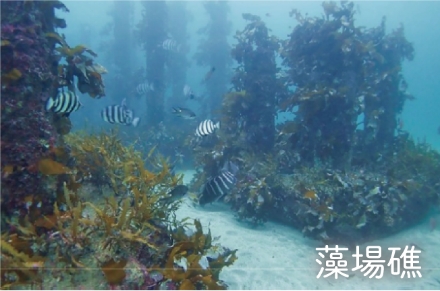 藻場礁