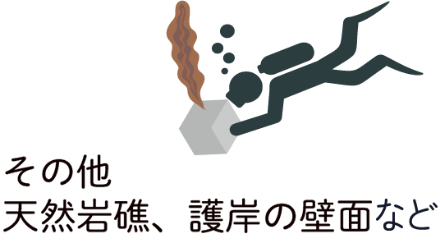 その他天然岩礁、護岸の壁面など